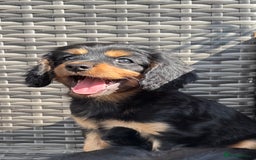 Cavapoo dogs for sale: Cavapoo rare black &tan health tested  - Image 13