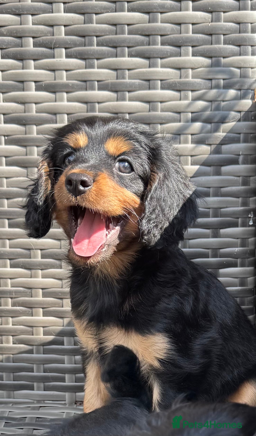 Cavapoo dogs for sale: Cavapoo rare black &tan health tested  - Image 13