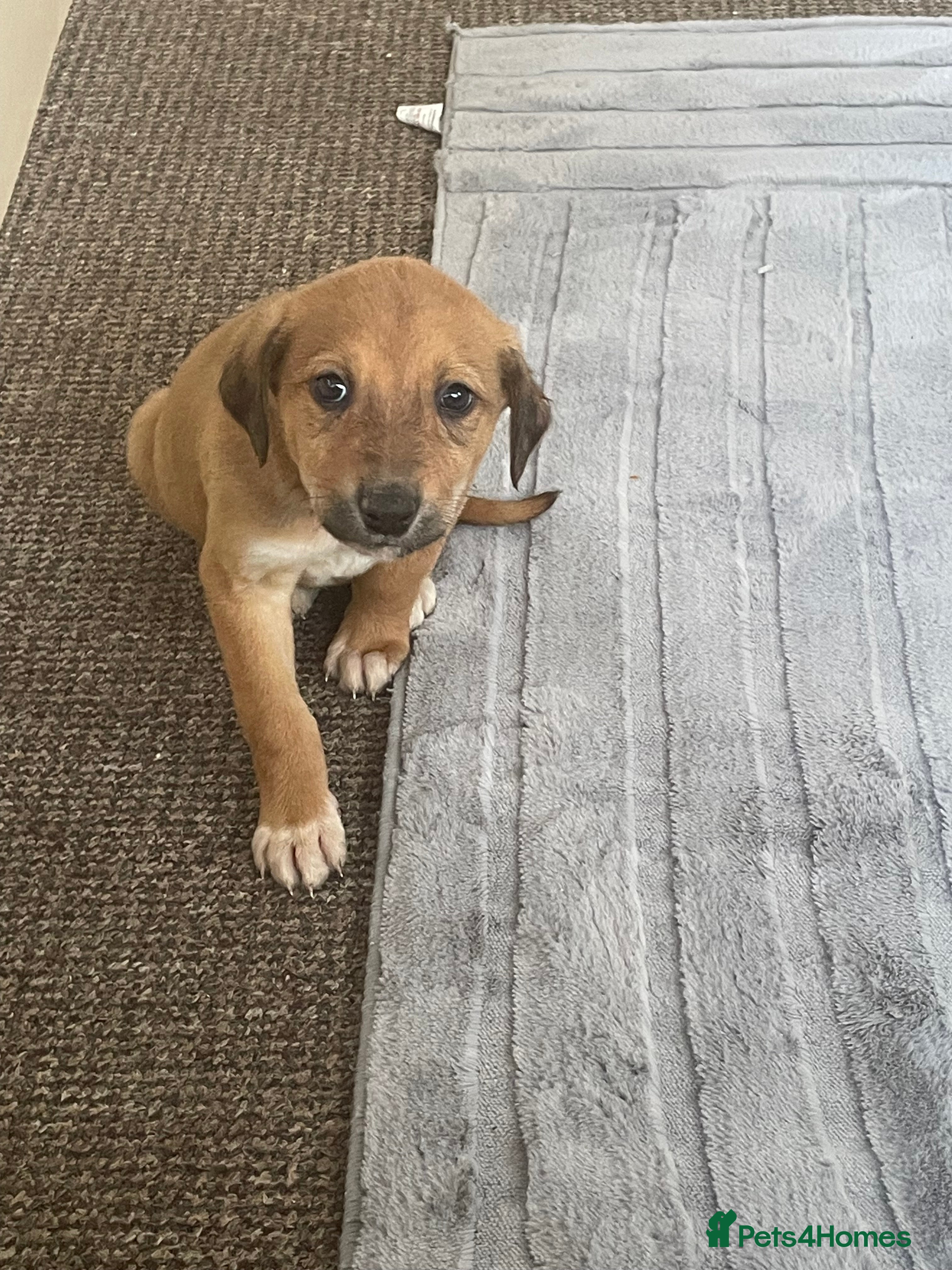 Greyhound dogs Saluki Greyhound pups  - Advert 2