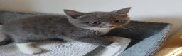 Mixed Breed cats for sale: Beautiful kittens😍😍😍😍😍 - Advert 22
