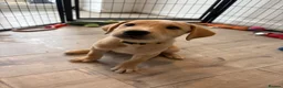 Labrador Retriever dogs for sale: Health Tested Champion Pedigree Pups - Advert 5