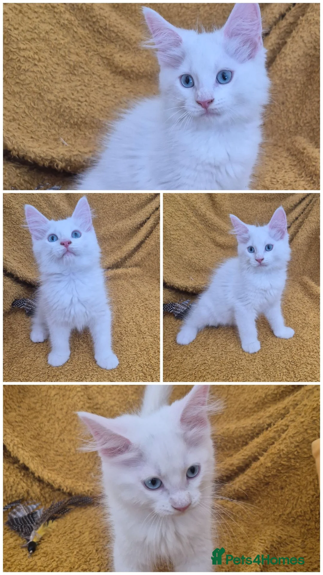 Maine Coon cats for sale: Gorgeous maine coon babies  - Advert 2