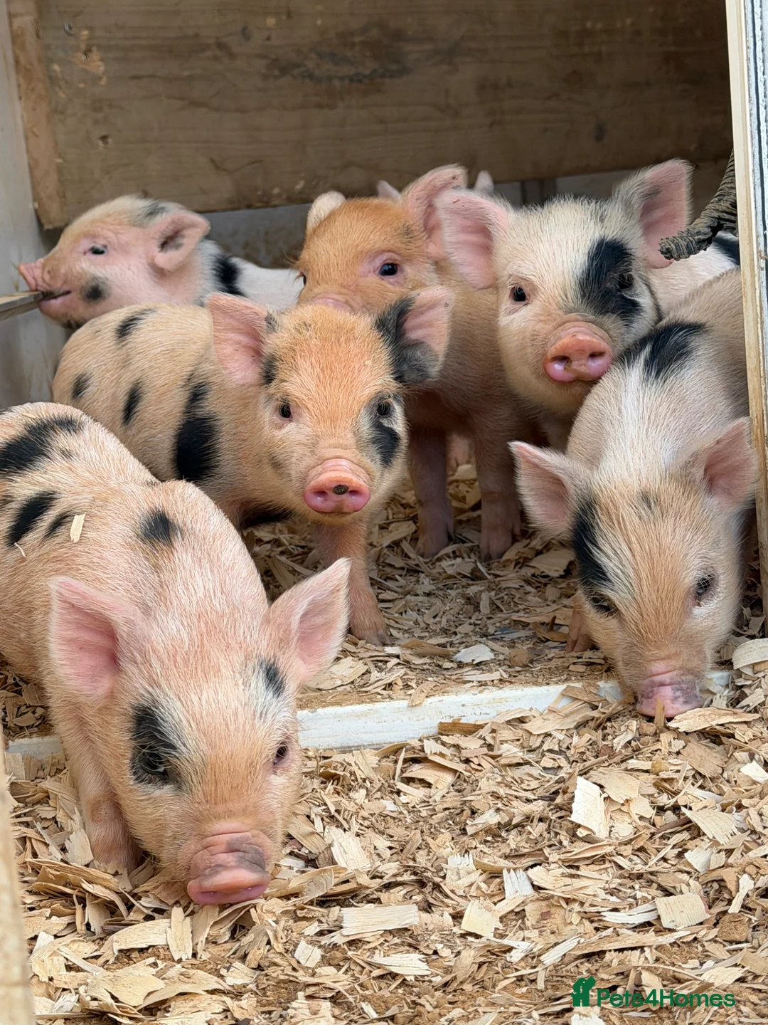 Pig livestock for sale: MINI PIGS FOR SALE - Advert 2