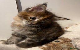 Maine Coon cats for sale: Purebred Maine Coon kittens - Image 11