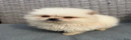 Pomeranian dogs for sale: Pomeranian puppies ready to leave in Doncaster - Advert 9