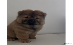 Chow Chow dogs for sale: Beautiful Male Chow Chow Puppy - Image 2