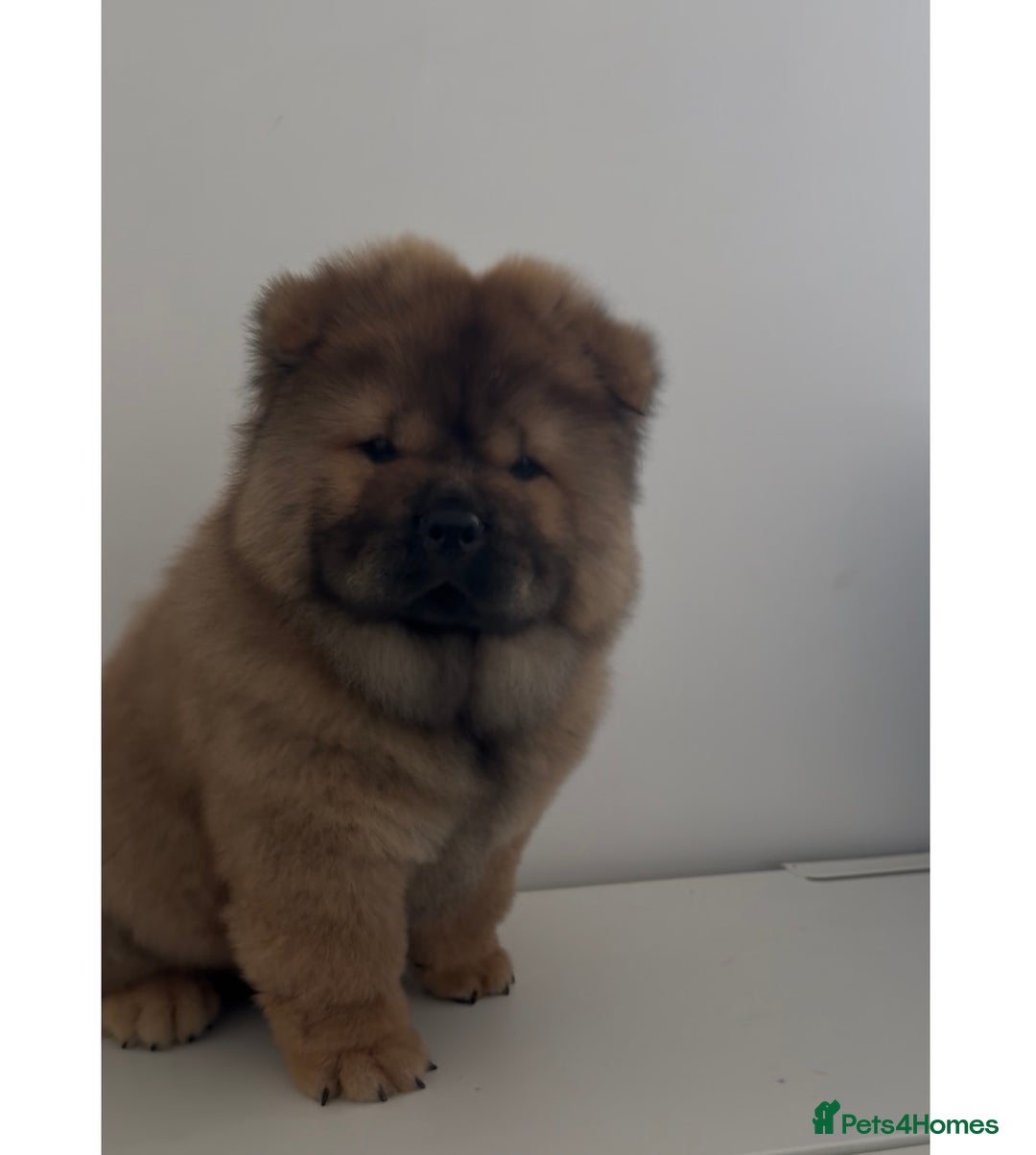Chow Chow dogs for sale: Beautiful Male Chow Chow Puppy - Image 2