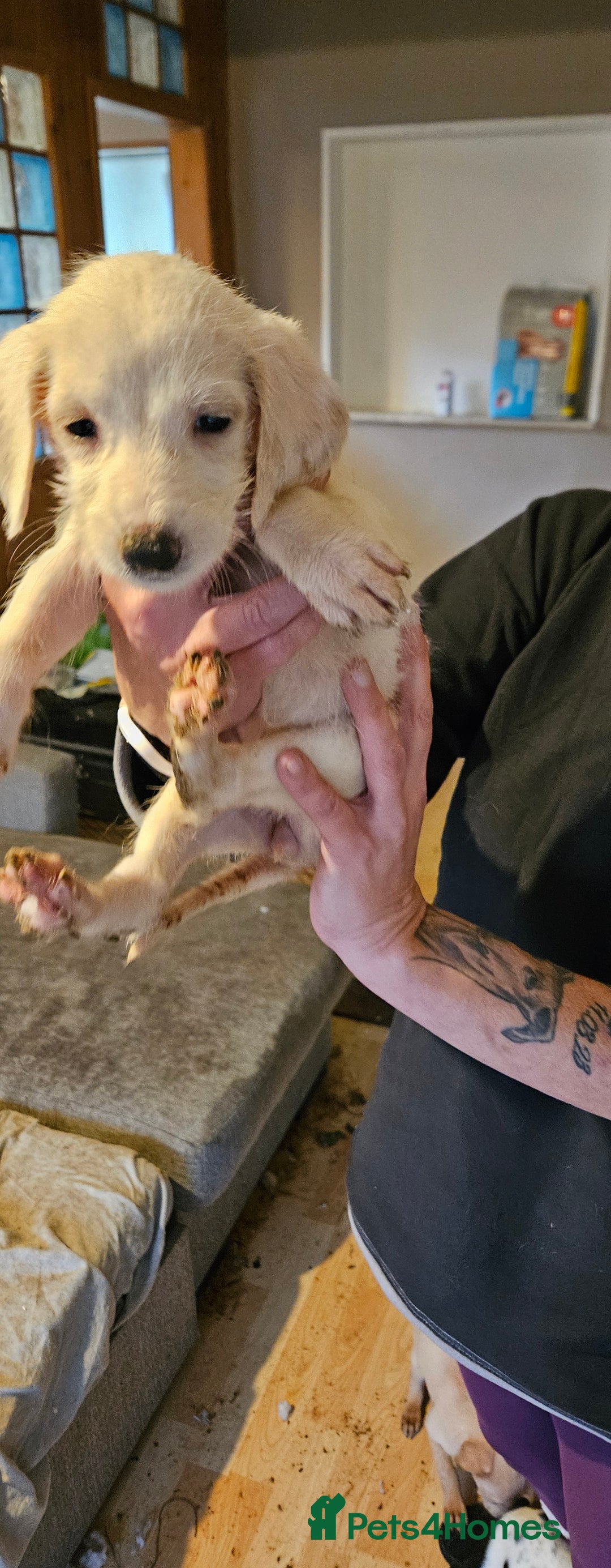 Mixed Breed dogs for sale: Lurcher x - Advert 5