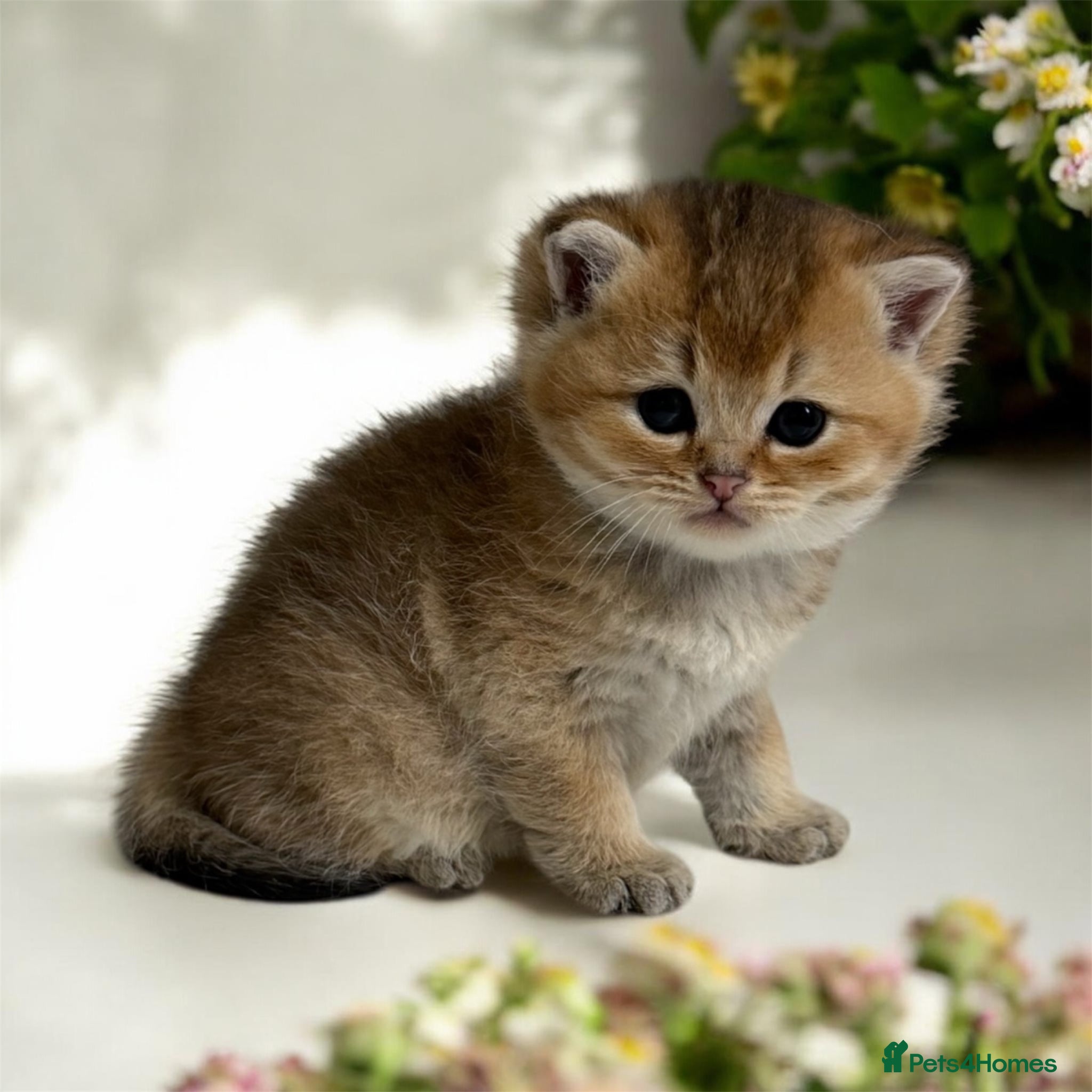 British Shorthair cats for sale: Full Pedigree, Registered BSH from fantastic lines - Advert 6