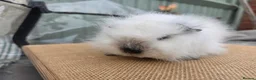 Guinea Pig rodents for sale: 2 swiss boars - Advert 5