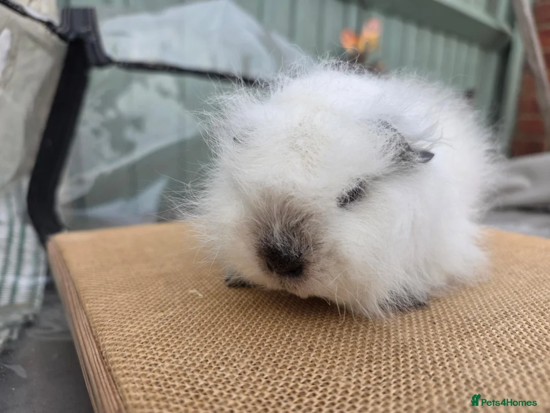 Guinea Pig rodents for sale: 2 swiss boars - Advert 5