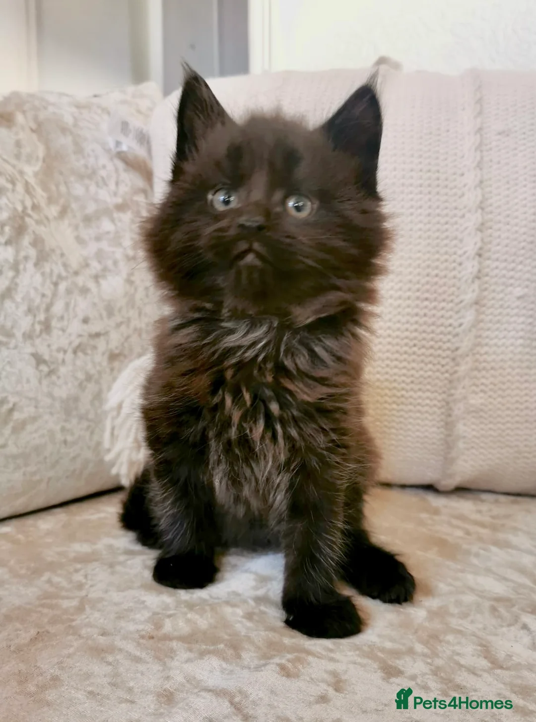 Maine Coon cats for sale: Black Maine Coon Kittens - Advert 2