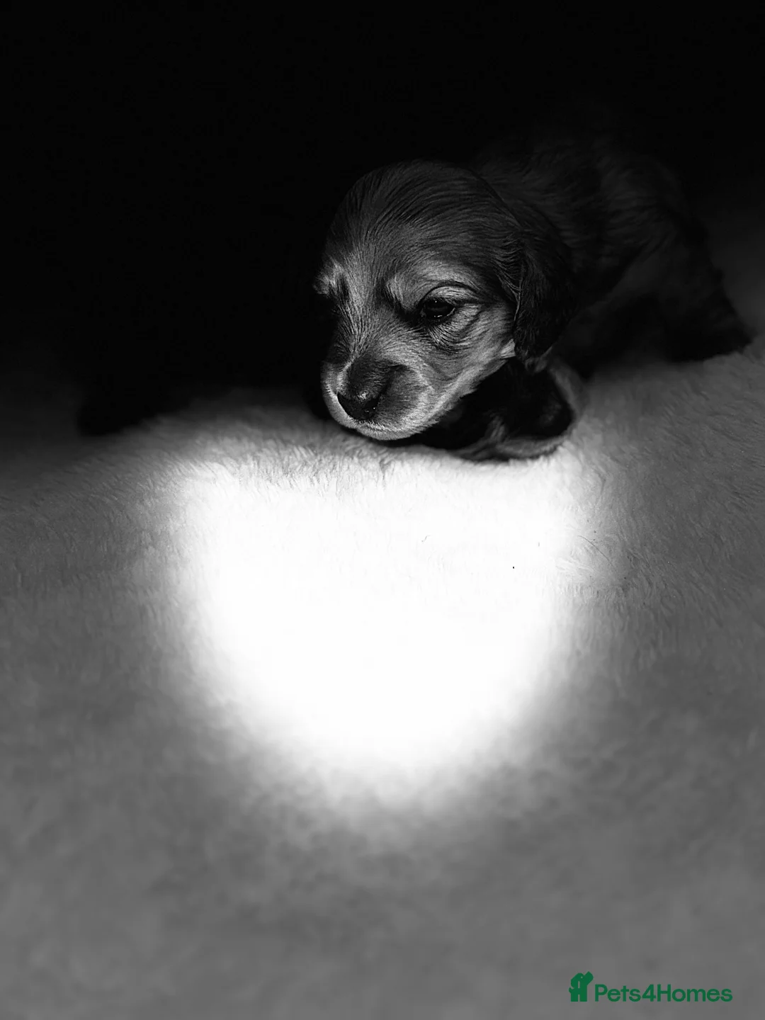 Miniature Dachshund dogs for sale: KC MINIATURE LONG HAIR PUPPYS, CREAM/BLACK & CREAM - Advert 14