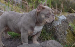 French Bulldog dogs for stud: King Midas son- Premium French Bulldog Stud - Advert 13