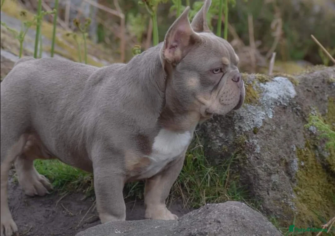French Bulldog dogs for stud: King Midas son- Premium French Bulldog Stud - Advert 11