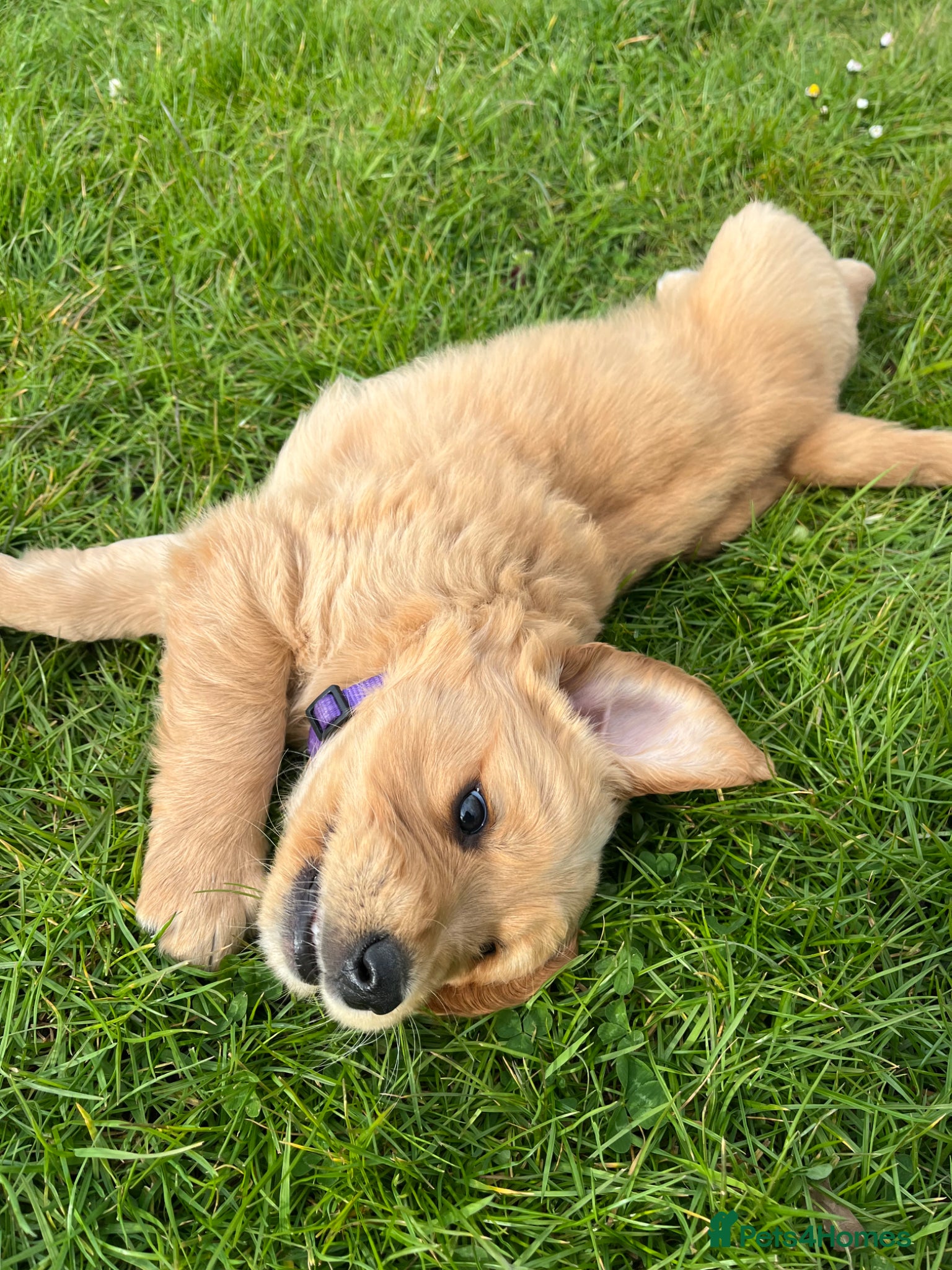 Golden Retriever dogs Golden Retriever  - Advert 2