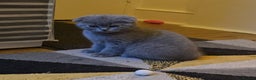 Scottish Fold cats for sale: Scottish Fold&British Shorthair.Vaccinated&Ready - Advert 27