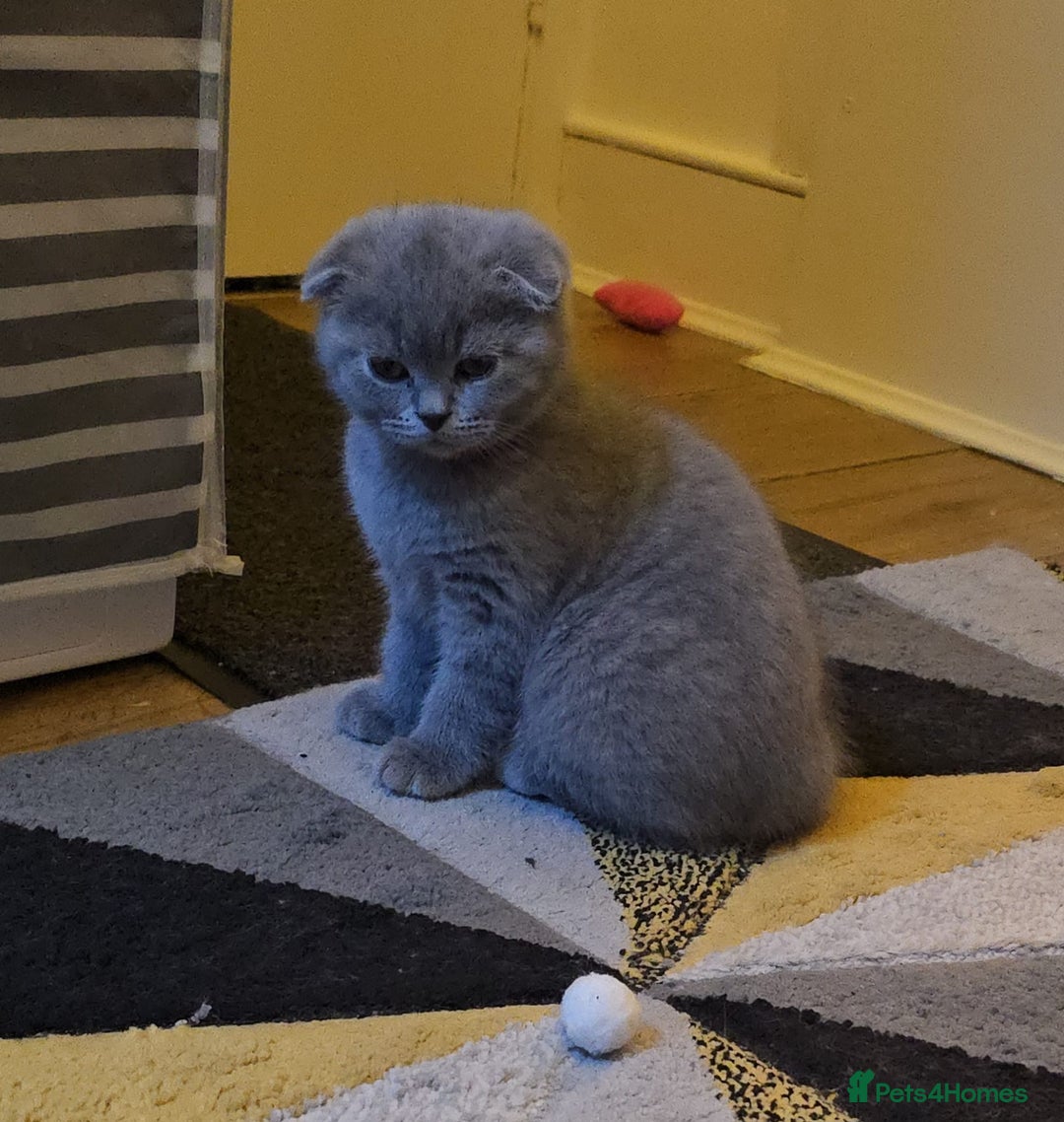 Scottish Fold cats for sale: Scottish Fold&British Shorthair.Vaccinated&Ready - Advert 27