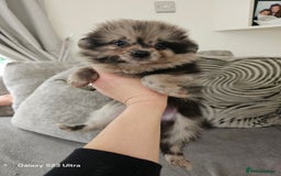 Pomeranian dogs for sale: ONLY 1 PUPPY LEFT NOW! - Image 35