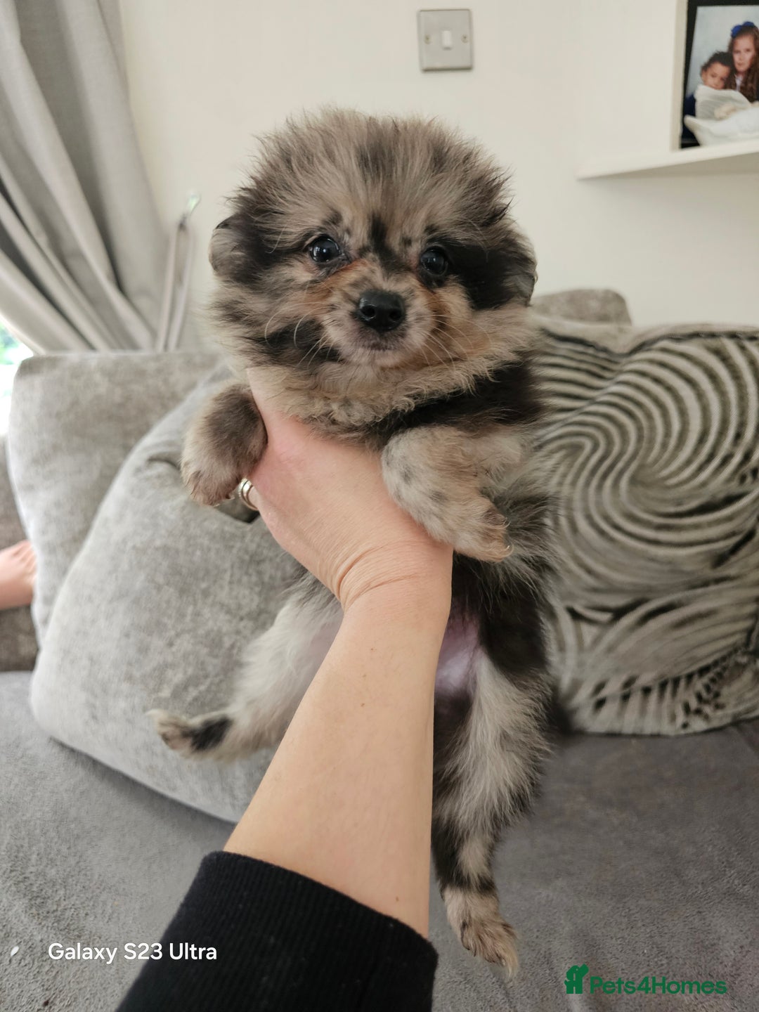 Pomeranian dogs for sale: ONLY 1 PUPPY LEFT NOW! - Image 35