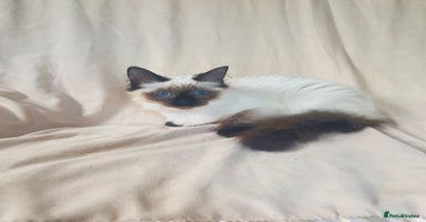 Ragdoll cats in Lancaster - Advert 12