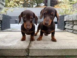 Miniature Dachshund dogs Gorgeous KC registered Miniature Dachshunds - Advert 1
