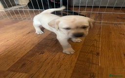 Labrador Retriever dogs for sale: Top Pedigree Labrador retriever puppies - Image 18