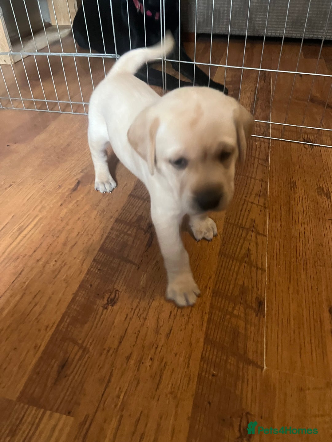Labrador Retriever dogs for sale: Top Pedigree Labrador retriever puppies - Image 18