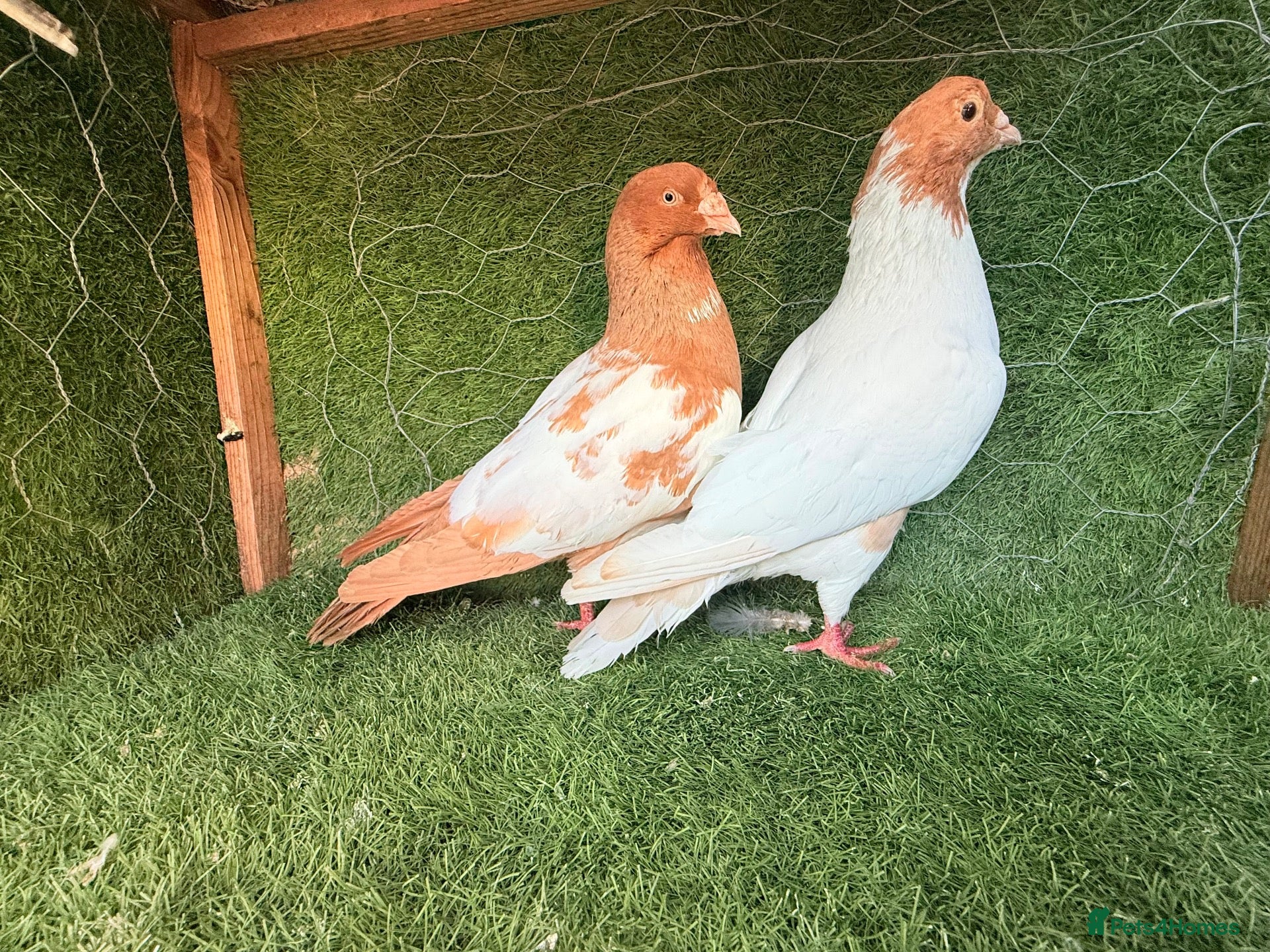 Pigeons birds Premium Breeding Pigeons Top Quality Pairs Availab - Advert 2