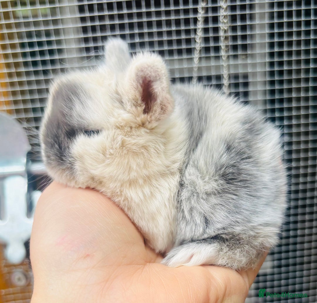 Mini Lop rabbits for sale: PURE bred baby PEDIGREED mini lops  - Image 4