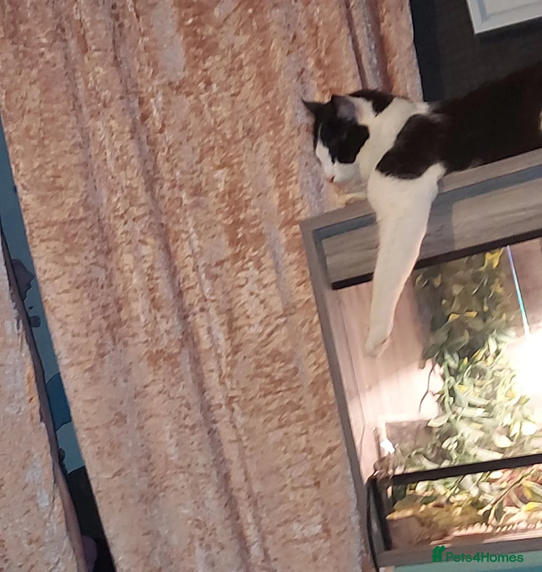 Mixed Breed cats for sale: Mother and cat  - Advert 5