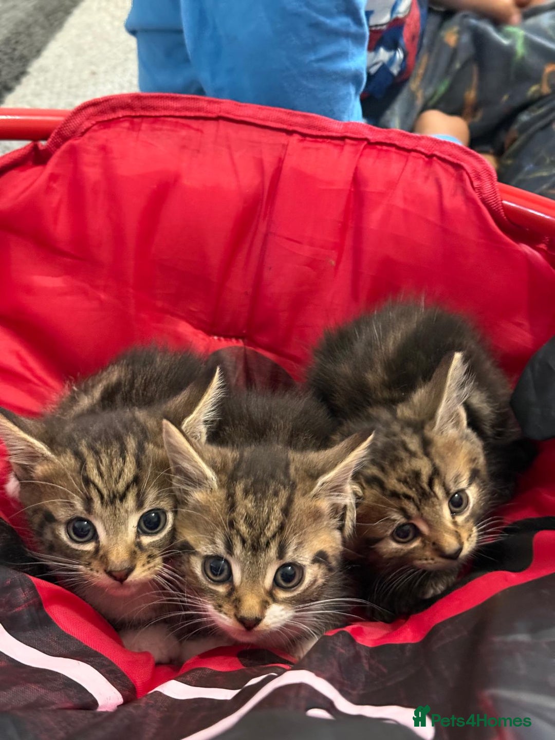 Mixed Breed cats for sale: European shorthair tabby cross kittens available.  - Image 18