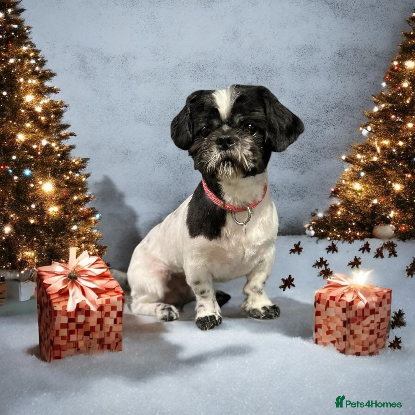 Shih Tzu dogs Very friendly boy  - Advert 6