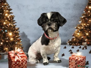 Shih Tzu dogs Very friendly boy - Advert 9