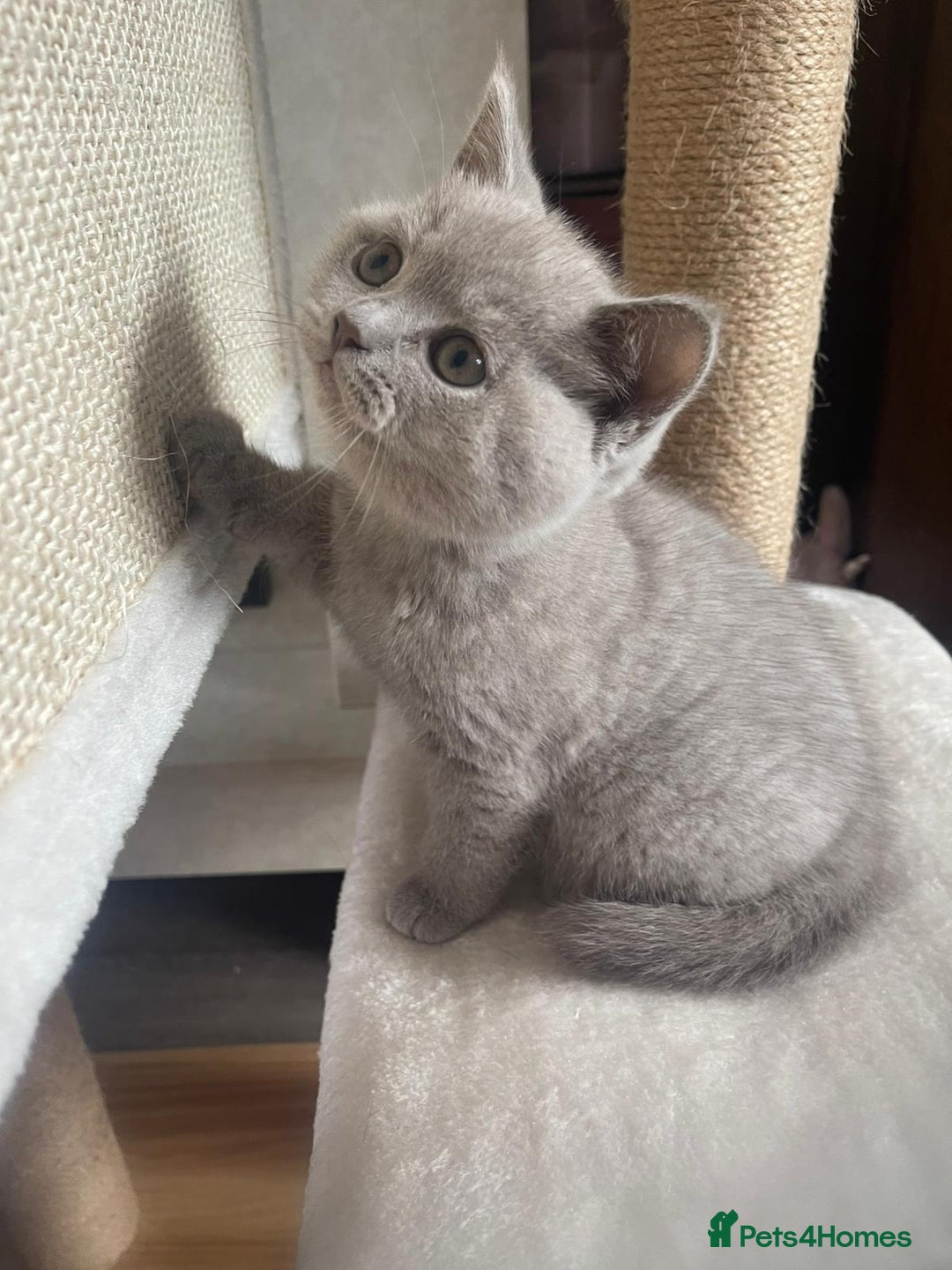 British Shorthair cats for sale: British shorthair kittens  - Image 4
