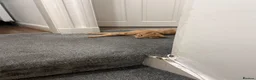 Mixed Breed cats for sale: Mixed breed  - Advert 1