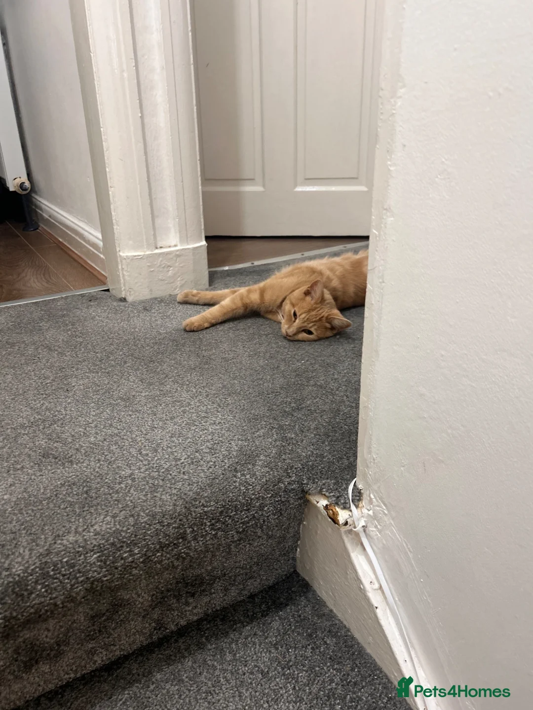 Mixed Breed cats for sale: Mixed breed  - Advert 1