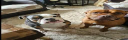 Olde English Bulldogge dogs for sale: Beautiful Lady  - Advert 13