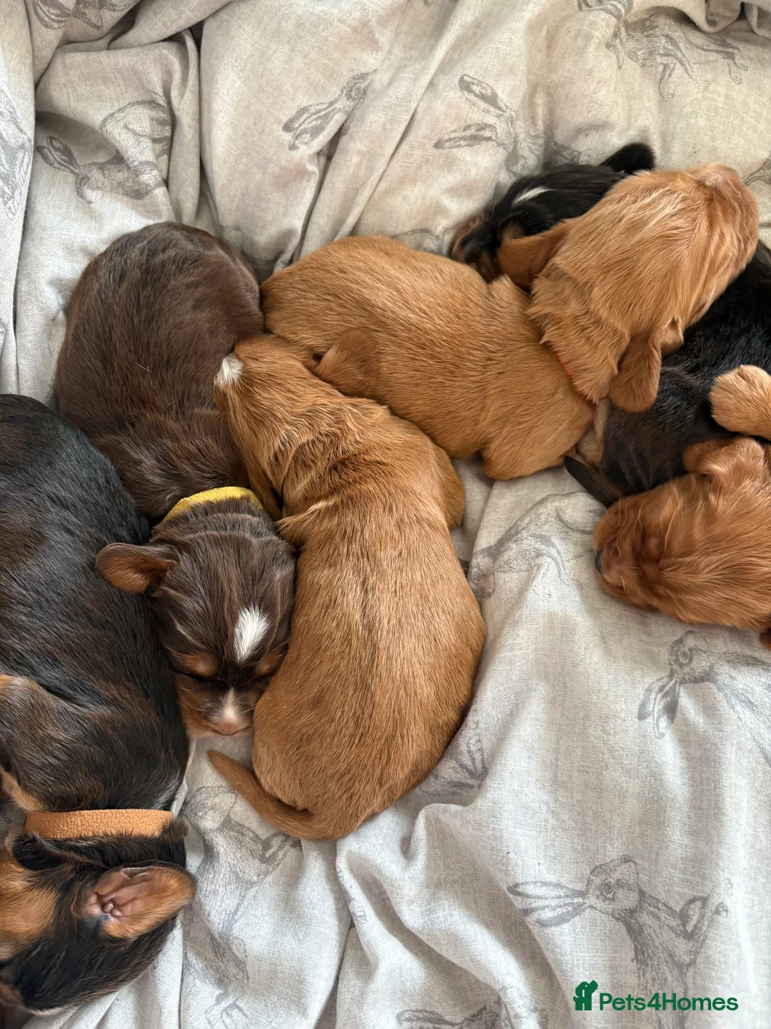 Cocker Spaniel dogs for sale: ✨Heath tested true to type KC show cockers✨ - Advert 10
