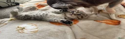 Scottish Fold cats for sale: 2 kittens ready now! ❤️ price reduced❤️ - Advert 12