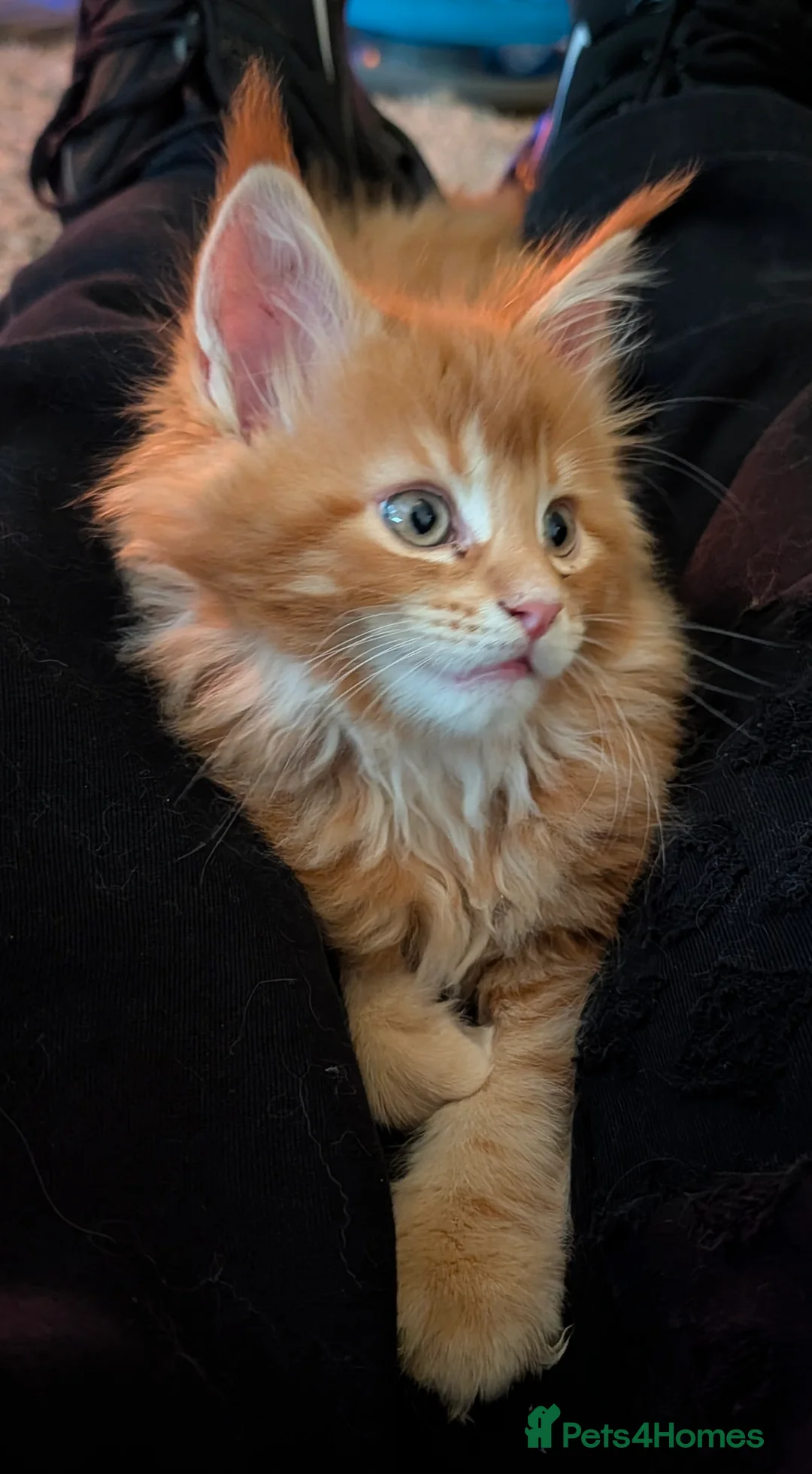 Maine Coon cats for sale: Ready to be re-homed - Advert 15