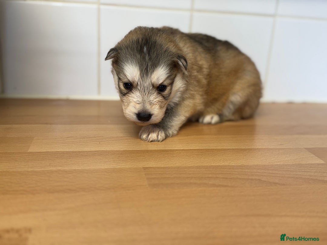 Shepsky dogs for sale: 7 beautiful Shepsky puppy’s available 🫶🏼 - Advert 23