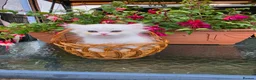 British Longhair cats for sale: British Longhair Kittens – Champion Lines - Advert 11