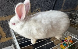 Mixed Breed rabbits for sale: Havana/European rabbits ready for homes now - Image 2