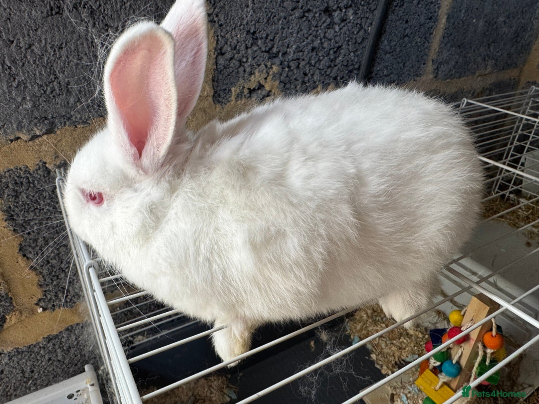 Mixed Breed rabbits for sale: Havana/European rabbits ready for homes now - Image 2