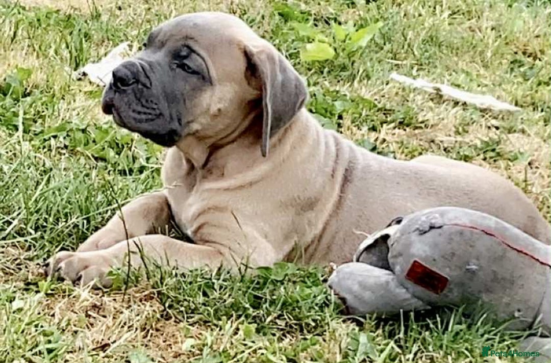 Cane Corso dogs for sale: Beautiful cane Corso puppies  - Image 28
