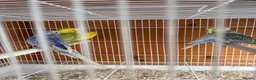 Budgerigars birds for sale: Budgies  - Advert 6