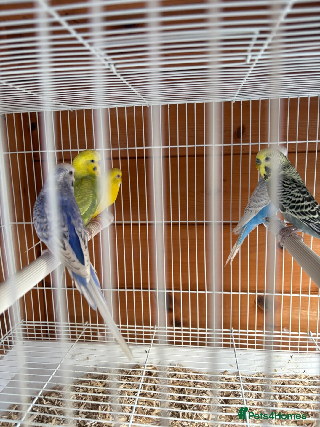 Budgerigars birds for sale: Budgies  - Advert 6