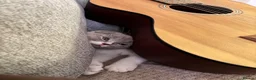 Scottish Fold cats for sale: Kitten looking for a new home! - Advert 4