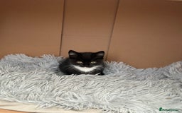 Maine Coon cats for sale: 8 weeks old 4 male 1 female ready to go new homes  - Image 2